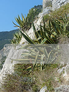 “好聲音”侵權(quán)案開(kāi)審,如果敗訴會(huì)停播嗎
