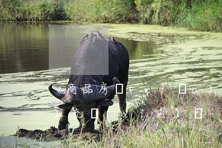 《商品房銷(xiāo)售合同》補(bǔ)充協(xié)議