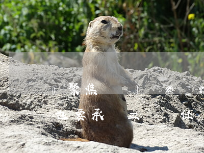 『聚焦熱點』這３種情形，即使沒有勞動關系也要承擔工傷責任！