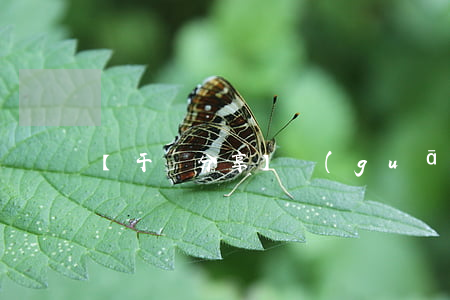 【干貨分享】關(guān)于煙草專賣