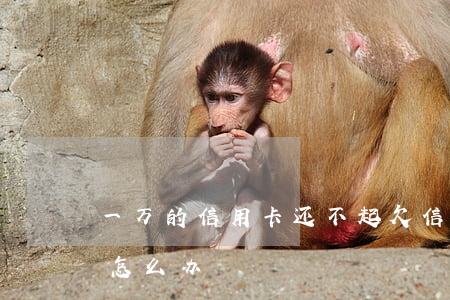 一万的信用卡还不起(欠信用卡一万元还不上怎么办)