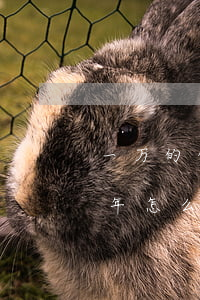 一万的信用卡逾期两年（欠信用卡1万逾期1年怎么办）