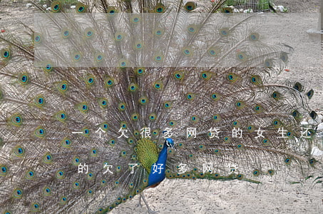 一个欠很多网贷的女生还会怎么样-一个女的欠了好多网贷