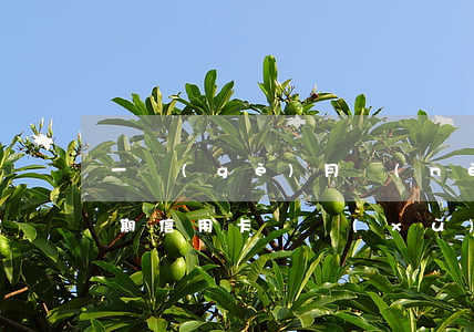 一個(gè)月內(nèi)四張信用卡逾期(信用卡連續(xù)三個(gè)月逾期,但都不超過一個(gè)月)