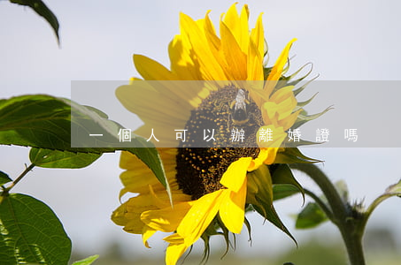 一個人可以辦離婚證嗎