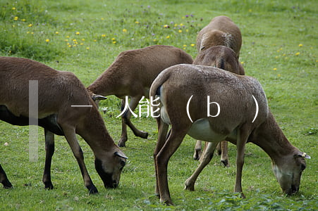 一個人能補(bǔ)辦結(jié)婚證嗎