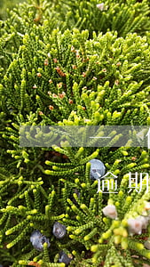 一個信用卡逾期另一張卡降額 有一個信用卡逾期,影響另一個信用卡提額度