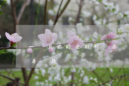 一個月前的逾期影響房貸(逾期1個月影響買房貸款)