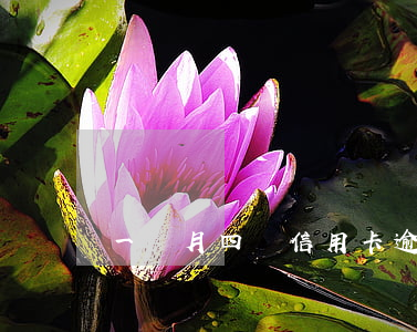 一個月四張信用卡逾期(4張信用卡逾期)