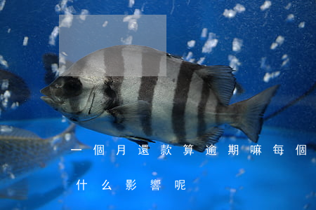 一個月還款算逾期嘛(每個月逾期幾天還款有什么影響呢)