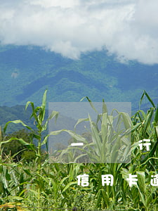 一個銀行的信用卡逾期會影響別的信用卡嗎（信用卡逾期會影響一生嗎）