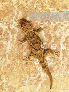 一切險包括海上費(fèi)用和共同海損嗎