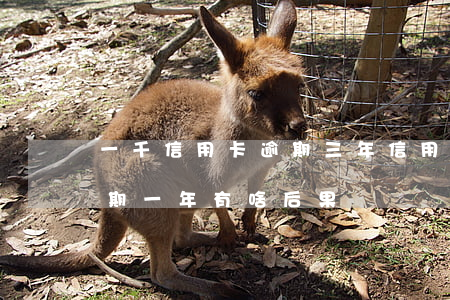 一千信用卡逾期三年(信用卡3000額度逾期一年有啥后果)