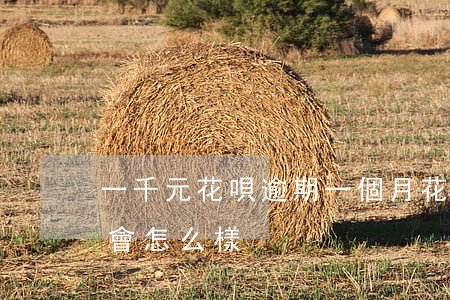 一千元花唄逾期一個月(花唄三千逾期兩個月會怎么樣)