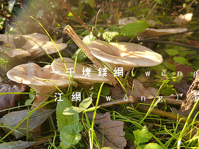 一千塊錢網(wǎng)貸逾期起訴立案（浙江網(wǎng)貸一千多被起訴）
