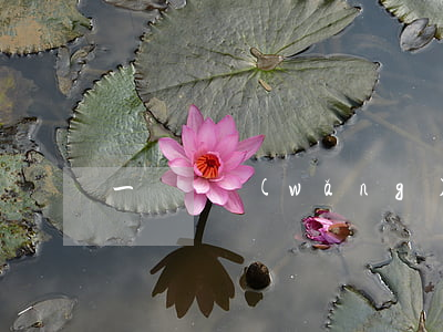 一塊錢網(wǎng)貸逾期忘了還