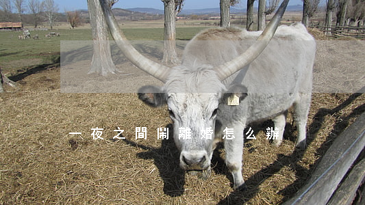 一夜之間鬧離婚怎么辦