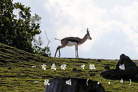 一定是律師才能寫離婚協(xié)議書嗎(一般離婚協(xié)議書都是自己寫還是找律師寫)