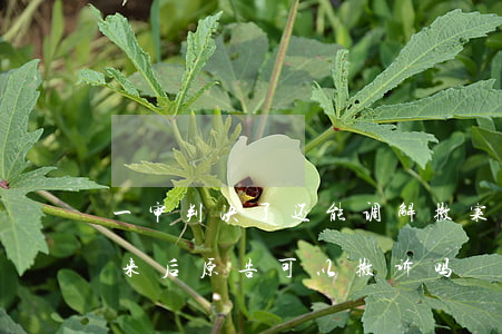 一审判决了还能调解撤案吗(一审判决已经出来后,原告可以撤诉吗)