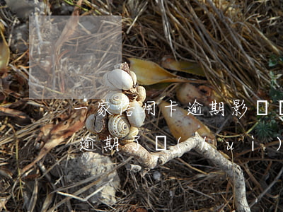一家信用卡逾期影響別家信用卡嗎(我信用卡逾期了會(huì)不會(huì)影響家人)