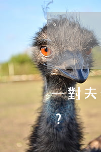 一對夫妻反復離婚結婚是否應承擔共同債務？