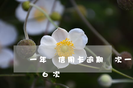一年內信用卡逾期兩次（一年內信用卡逾期超過6次）