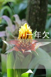 一年欠了20萬網(wǎng)貸