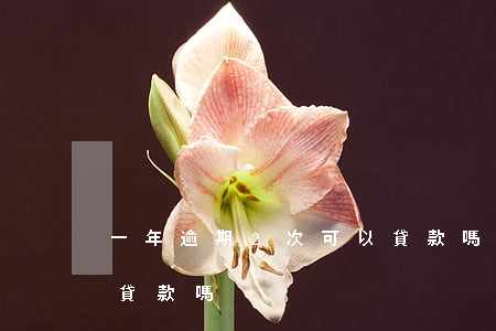 一年逾期2次可以貸款嗎(一年逾期六次可以貸款嗎)