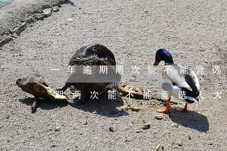 一年逾期两次能不能竞选人大代表-一年逾期两次能不能竞选人大代表呢