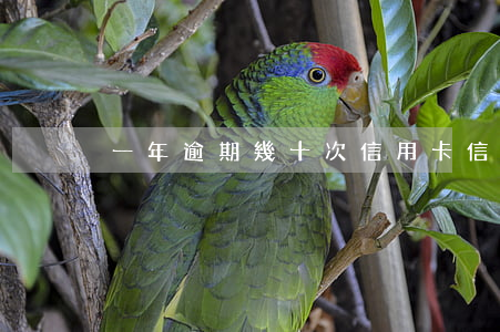 一年逾期幾十次信用卡(信用卡 一次逾期)