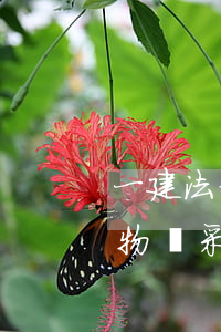 一建法律法規(guī)關(guān)于物資采購(關(guān)于采購方面有什么法律法規(guī)嗎)
