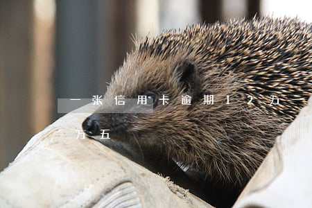 一张信用卡逾期12万(一张信用卡逾期12万五)