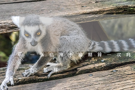一张信用卡逾期算一次吗(有一笔信用卡逾期会怎样)