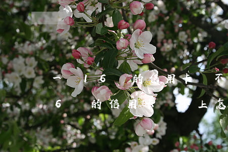 一張16萬的信用卡還不上怎么辦-一張16萬的信用卡還不上怎么辦呢