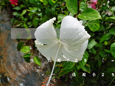 一張信用卡25萬(wàn)逾期2年怎么辦-一張信用卡25萬(wàn)逾期2年怎么辦理