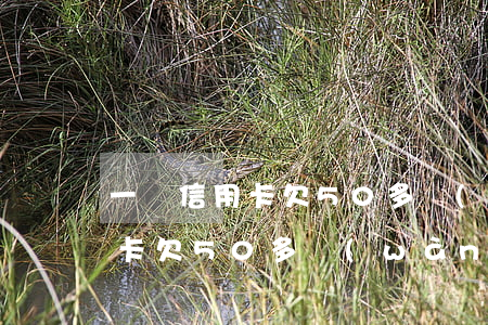 一張信用卡欠50多萬(wàn)(一張信用卡欠50多萬(wàn)怎么辦)