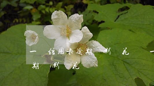 一張信用卡逾期會影響花唄嗎(一張信用卡逾期會影響花唄嗎)
