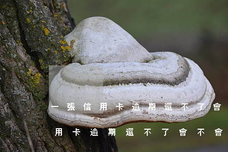 一張信用卡逾期還不了會不會拉黑-一張信用卡逾期還不了會不會拉黑微信