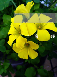 一文讀懂企業(yè)并購的八種形式