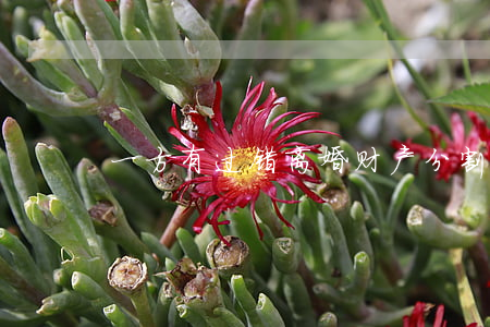 一方有过错离婚财产分割