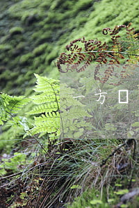 一方違約就能解除合同嗎