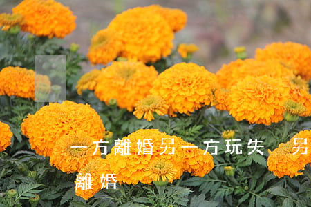 一方離婚另一方玩失蹤(另一方失蹤怎么能辦離婚)