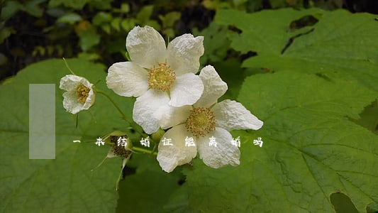 一本结婚证能离婚吗