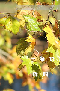 一条微信可以起诉吗(只有一个微信号可以起诉吗)