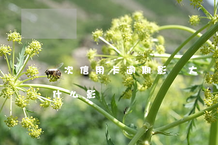 一次信用卡逾期影響大嗎(信用卡逾期兩次有什么影響)