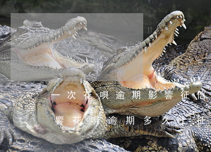 一次花唄逾期影響征信嗎(花唄逾期有什么影響?花唄逾期多久上征信)