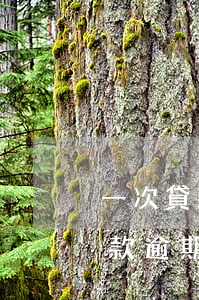 一次貸款2次逾期(一年內(nèi)兩次貸款逾期有什么影響嗎)
