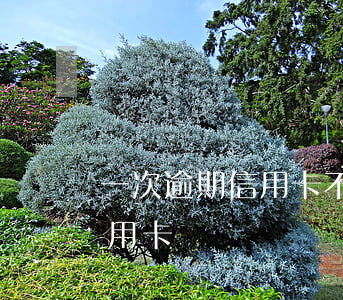 一次逾期信用卡不能辦嗎(逾期一次可以辦信用卡嗎)