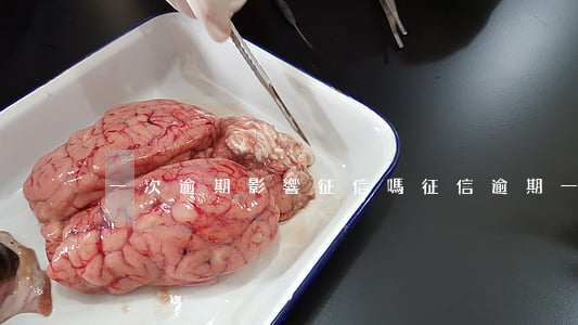 一次逾期影響征信嗎(征信逾期一次的影響)