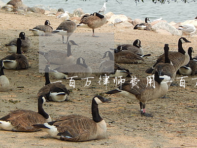 一百万律师费用(一百万律师费用收取标准)